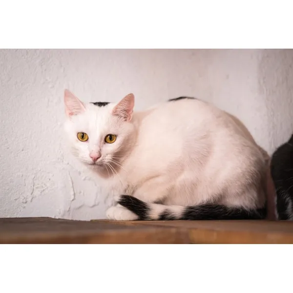 Znaleziono kota, Białystok, 2 stycznia 2024 (5/5)