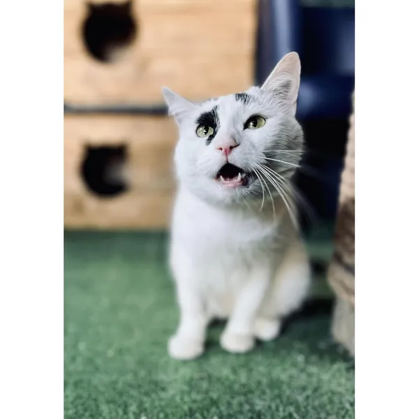 Znaleziono kota, Białystok, 10 maja 2024 (2/3)