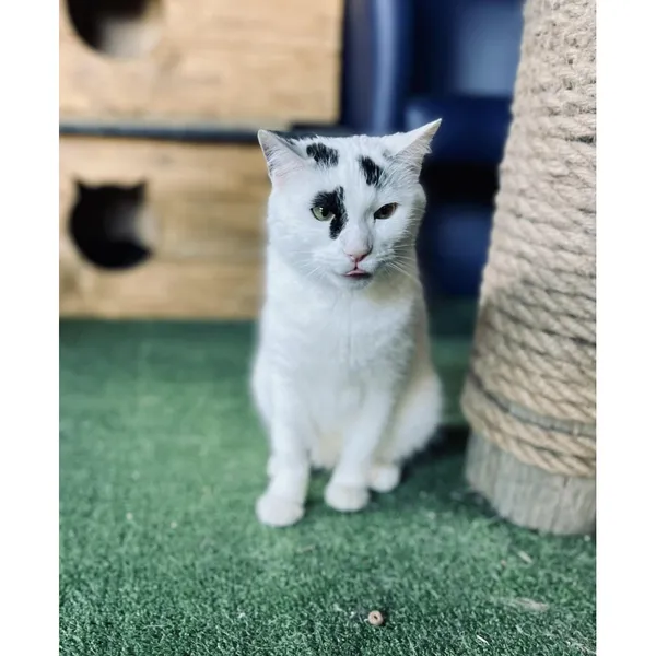 Znaleziono kota, Białystok, 10 maja 2024 (3/3)