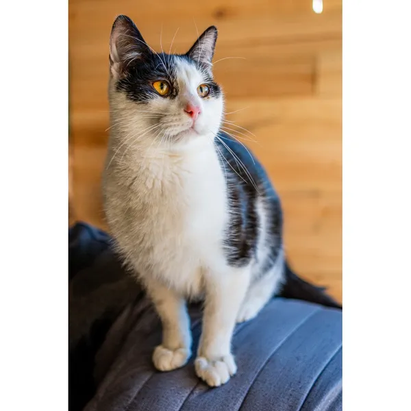 Znaleziono kota, Białystok, 9 sierpnia 2024 (2/4)