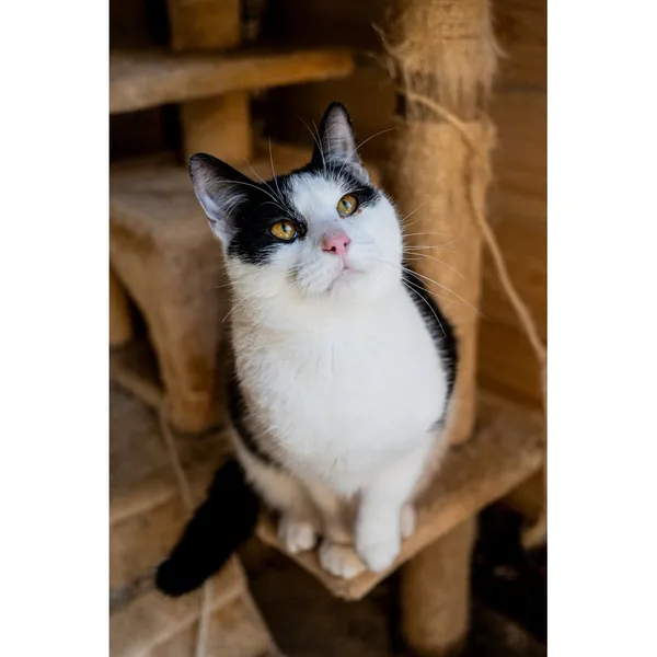 Znaleziono kota, Białystok, 9 sierpnia 2024 (3/4)