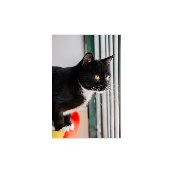 Znaleziono kota, Białystok, 18 lipca 2024 (1/5)