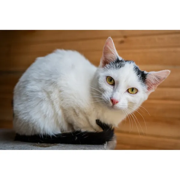 Znaleziono kota, Białystok, 23 grudnia 2024 (1/4)