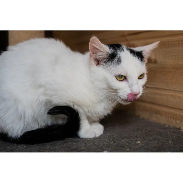 Znaleziono kota, Białystok, 23 grudnia 2024 (4/4)