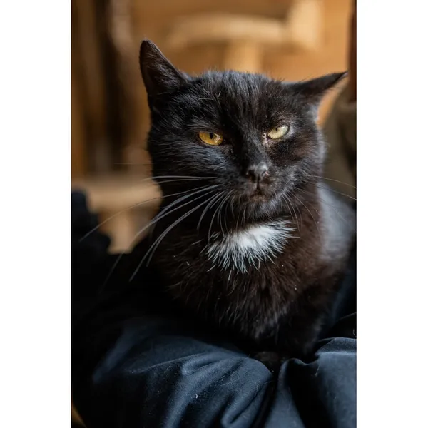 Znaleziono kota, Białystok, 5 stycznia 2025 (1/4)