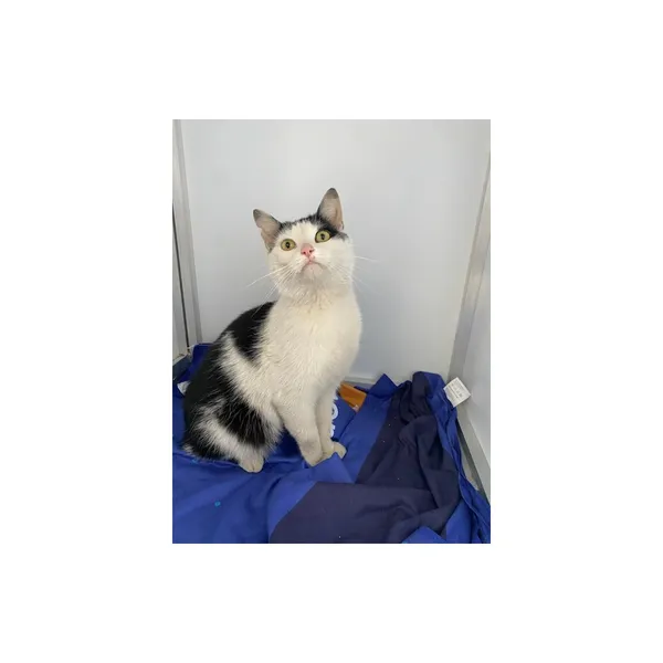 Znaleziono kota, Białystok, 25 kwietnia 2025