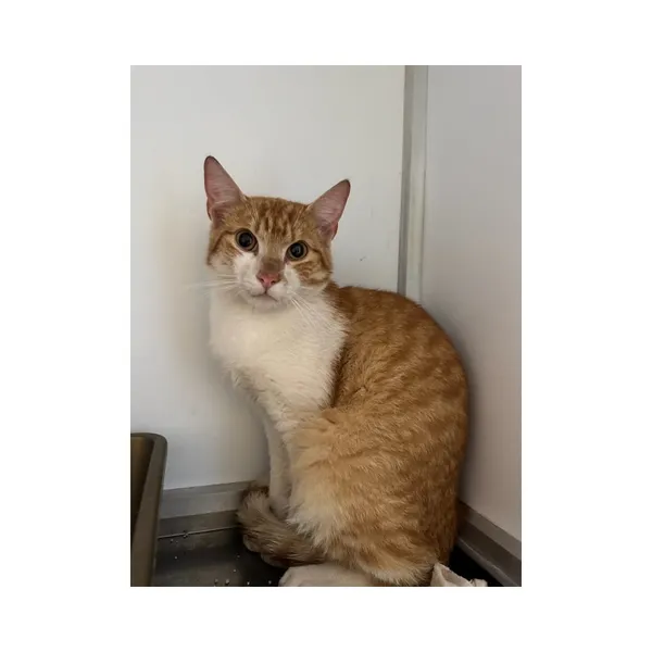 Znaleziono kota, Białystok, 25 czerwca 2025