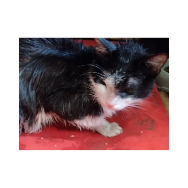 Znaleziono kota, Białystok, 15 lipca 2025