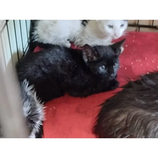 Znaleziono kota, Białystok, 15 lipca 2025