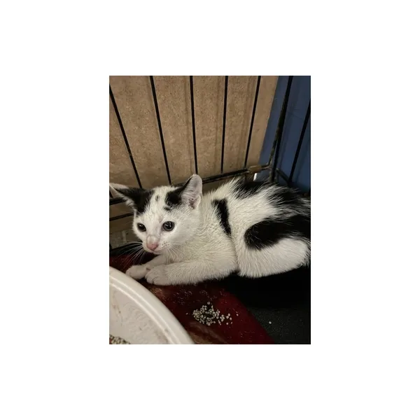 Znaleziono kota, Białystok, 17 lipca 2025