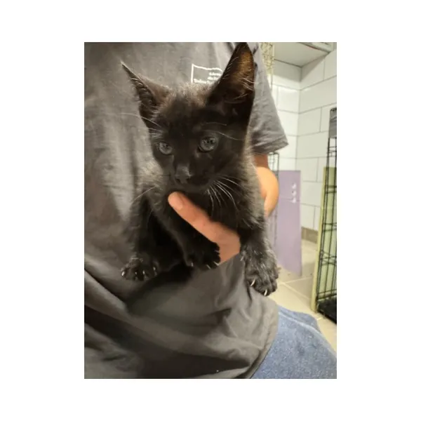 Znaleziono kota, Białystok, 17 lipca 2025