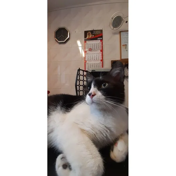 Znaleziono kota, Białystok, 29 lipca 2025