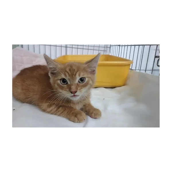 Znaleziono kota, Białystok, 30 lipca 2025