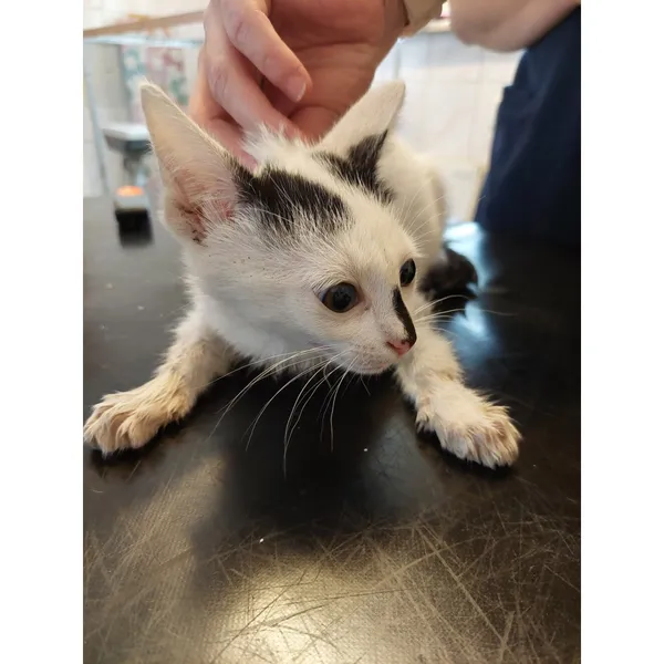 Znaleziono kota, Białystok, 18 sierpnia 2025