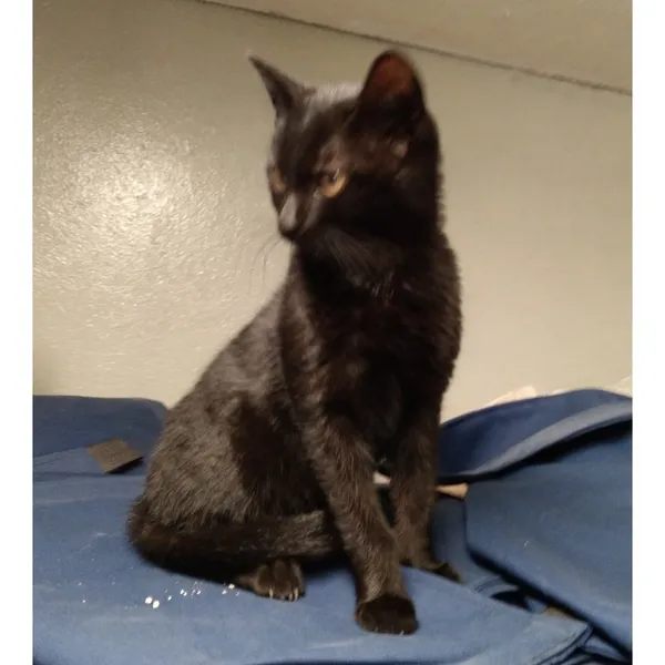 Znaleziono kota, Białystok, 23 sierpnia 2025