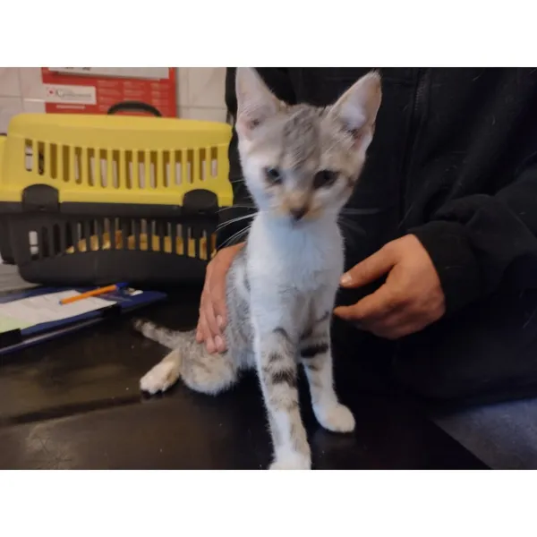 Znaleziono kota, Białystok, 26 sierpnia 2025