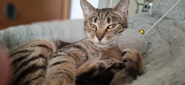 Zaginął kot, Warszawa, Rakowiec, 26 września 2025 (1/2)