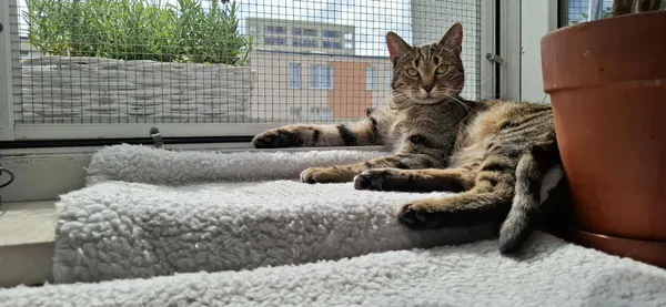 Zaginął kot, Warszawa, Rakowiec, 26 września 2025 (2/2)