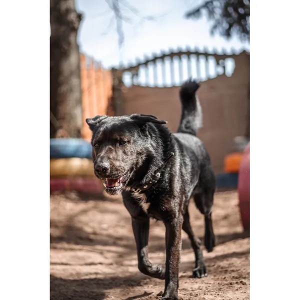 Znaleziono psa, Białystok, 10 stycznia 2025 (1/4)