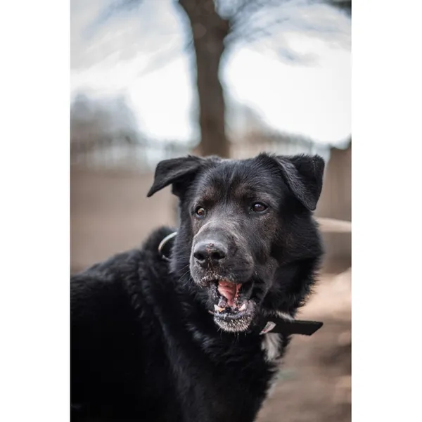 Znaleziono psa, Białystok, 10 stycznia 2025 (3/4)