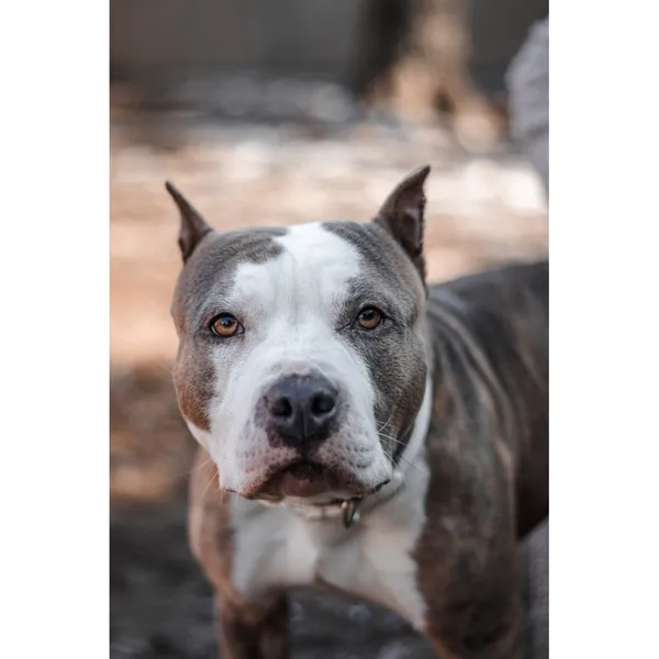 Znaleziono psa, Białystok, 3 lutego 2025 (3/4)