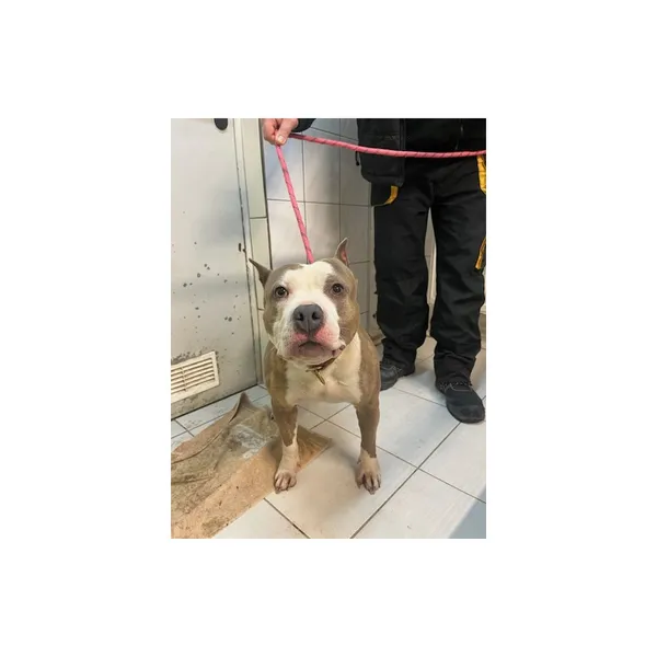 Znaleziono psa, Białystok, 3 lutego 2025 (4/4)