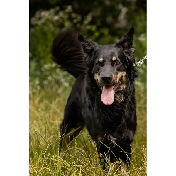 Znaleziono psa, Białystok, 4 maja 2025 (2/4)