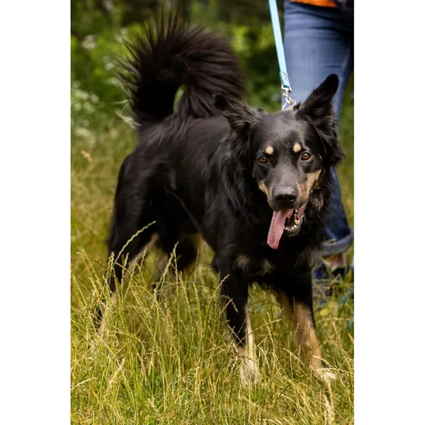 Znaleziono psa, Białystok, 4 maja 2025 (4/4)