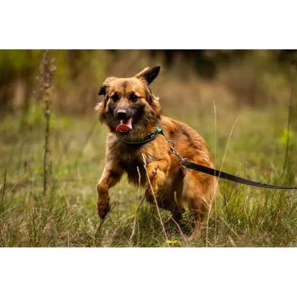 Znaleziono psa, Białystok, 27 sierpnia 2025 (1/5)