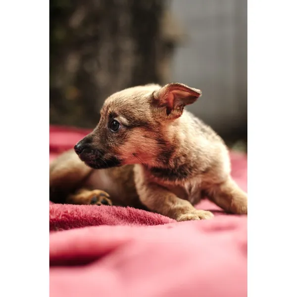 Znaleziono psa, Białystok, 13 sierpnia 2025 (2/5)