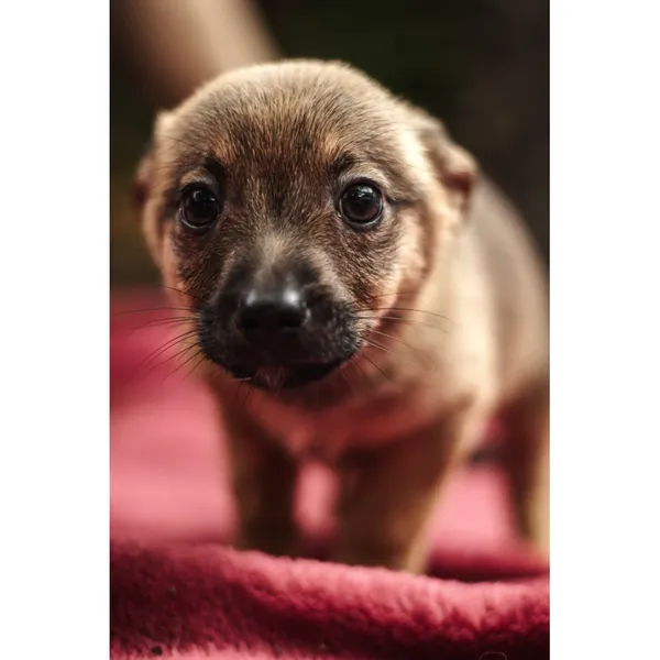 Znaleziono psa, Białystok, 13 sierpnia 2025 (4/5)