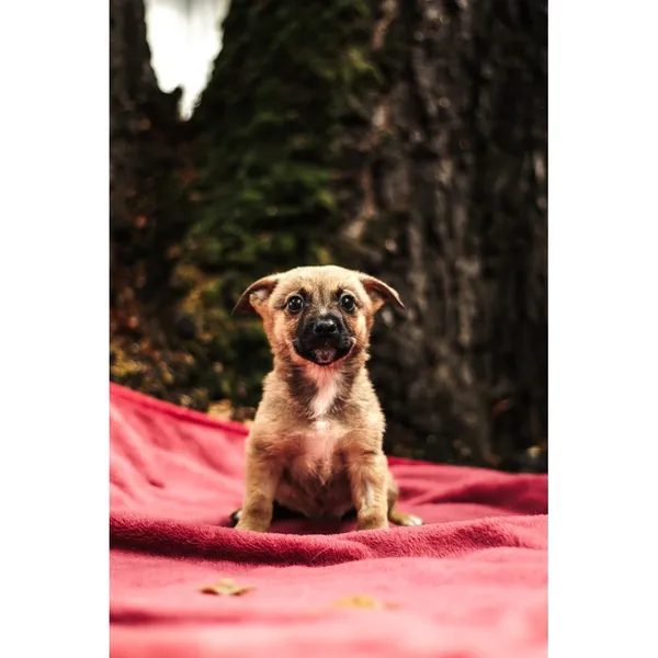 Znaleziono psa, Białystok, 13 sierpnia 2025 (1/5)