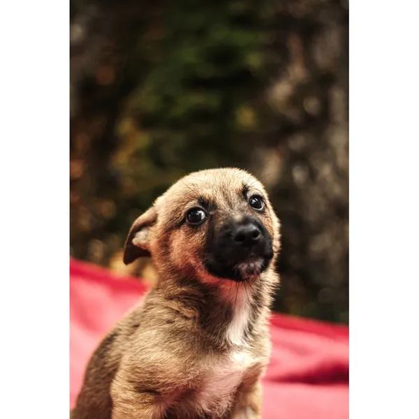 Znaleziono psa, Białystok, 13 sierpnia 2025 (3/5)