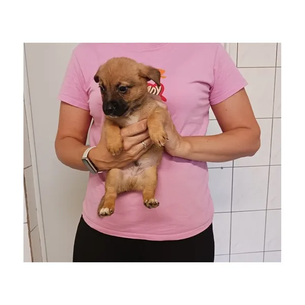 Znaleziono psa, Białystok, 13 sierpnia 2025 (5/5)