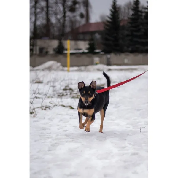 Znaleziono psa, Białystok, 1 stycznia 2024 (2/5)