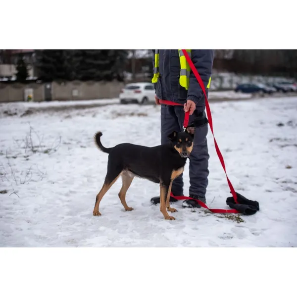 Znaleziono psa, Białystok, 1 stycznia 2024 (5/5)