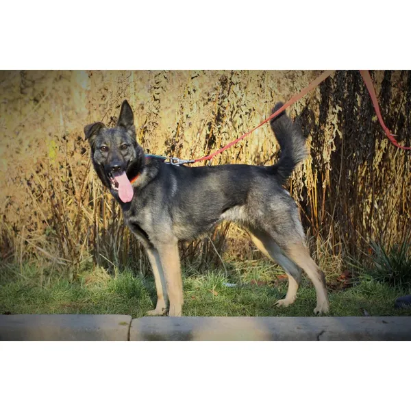 Znaleziono psa, Białystok, 8 sierpnia 2024 (1/4)