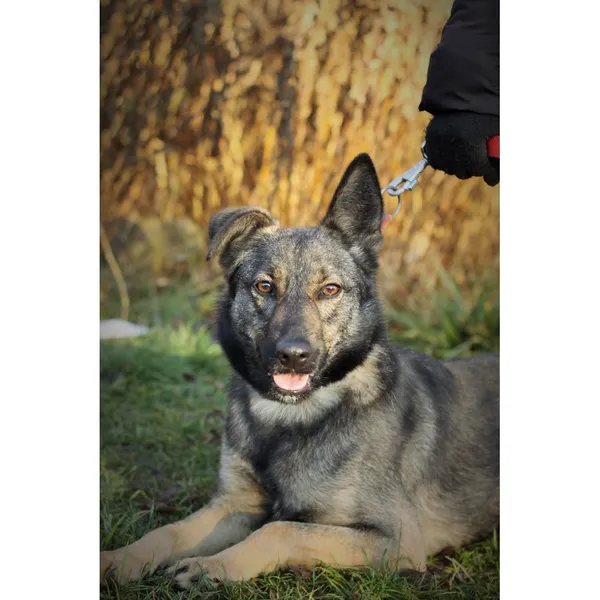 Znaleziono psa, Białystok, 8 sierpnia 2024 (2/4)