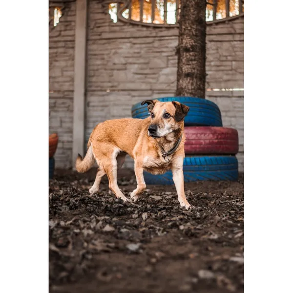 Znaleziono psa, Białystok, 21 października 2024 (1/5)