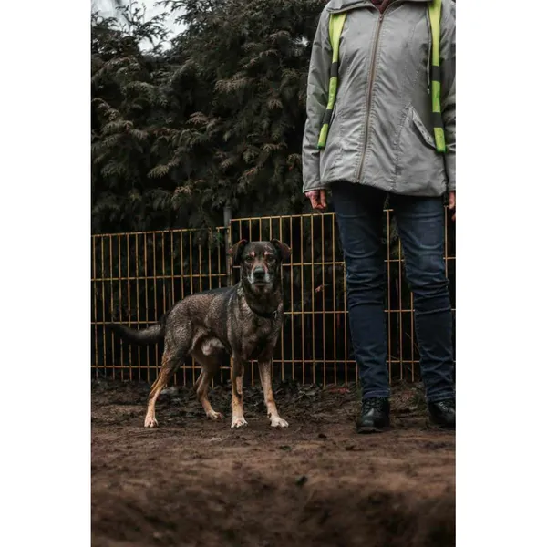 Znaleziono psa, Białystok, 4 listopada 2024 (2/3)