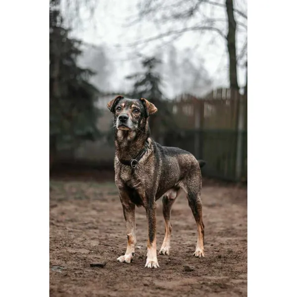 Znaleziono psa, Białystok, 4 listopada 2024 (3/3)