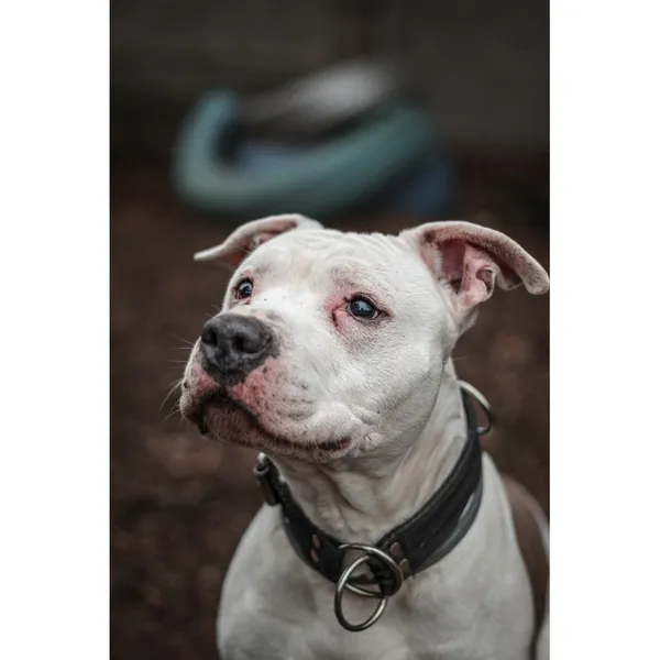 Znaleziono psa, Białystok, 27 grudnia 2024 (1/4)