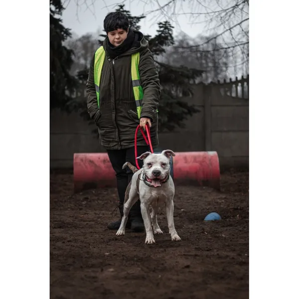 Znaleziono psa, Białystok, 27 grudnia 2024 (3/4)