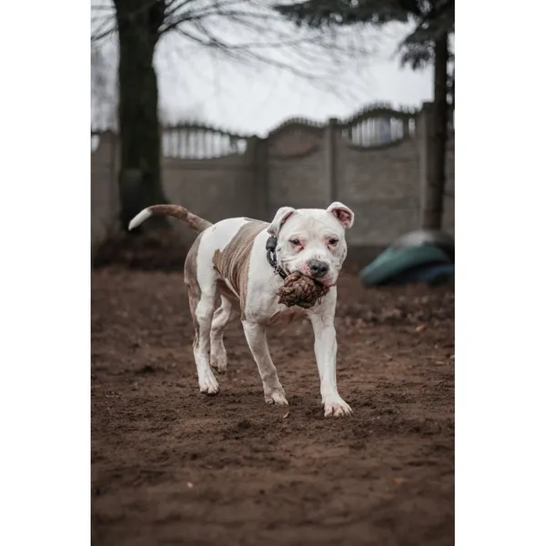 Znaleziono psa, Białystok, 27 grudnia 2024 (4/4)