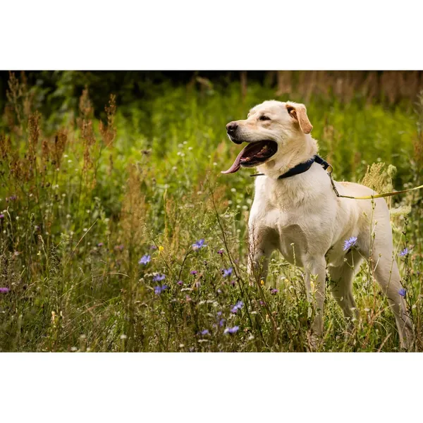 Znaleziono psa, Białystok, 21 czerwca 2025 (1/5)