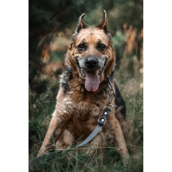 Znaleziono psa, Białystok, 1 czerwca 2025 (4/5)