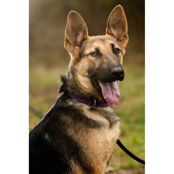 Znaleziono psa, Białystok, 15 lipca 2025 (1/5)