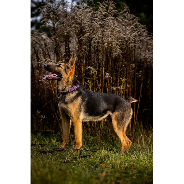 Znaleziono psa, Białystok, 15 lipca 2025 (3/5)