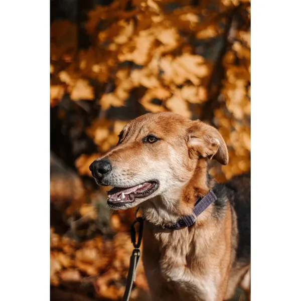 Znaleziono psa, Białystok, 15 lipca 2025 (2/5)