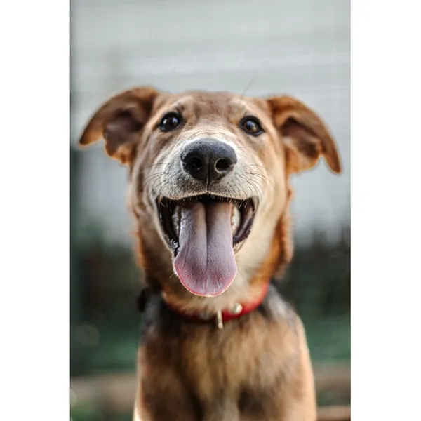 Znaleziono psa, Białystok, 15 lipca 2025 (3/5)